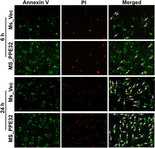 Induction of apoptosis in Ms_PPE32 infected THP-1 macrophages.