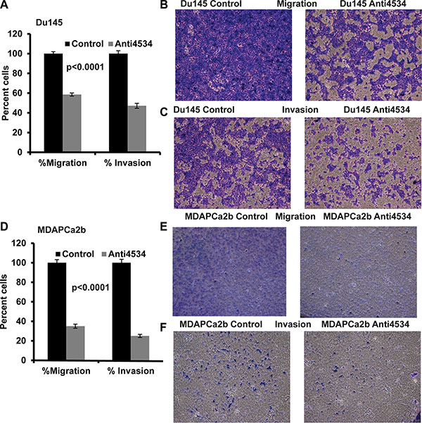 Knockdown of miR-4534 inhibits migration and invasion in prostate cancer cells.