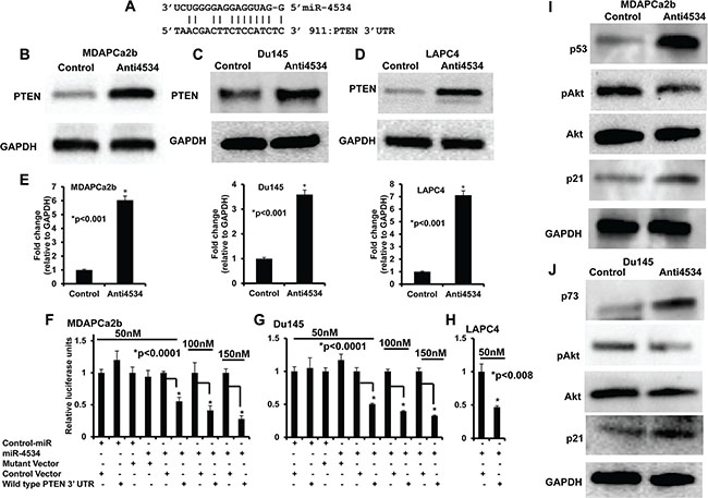 miR-4534 directly targets tumor suppressor PTEN and regulates downstream pathway genes involved in cell proliferation, survival and migration.