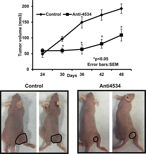 Inhibition of in vivo tumor growth by intratumoral injection of anti4534.