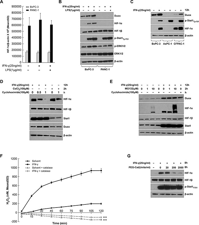 HIF-1&#x03B1; synthesis is up-regulated in IFN-&#x03B3;-stimulated pancreatic cancer cell lines that exhibit increased DUOX2 expression following cytokine treatment.
