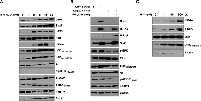 IFN-&#x03B3; induces coordinate DUOX2 expression, ERK signaling, and HIF-1&#x03B1; synthesis in BxPC-3 cells in a fashion that resembles the effect of exogenous H2O2.