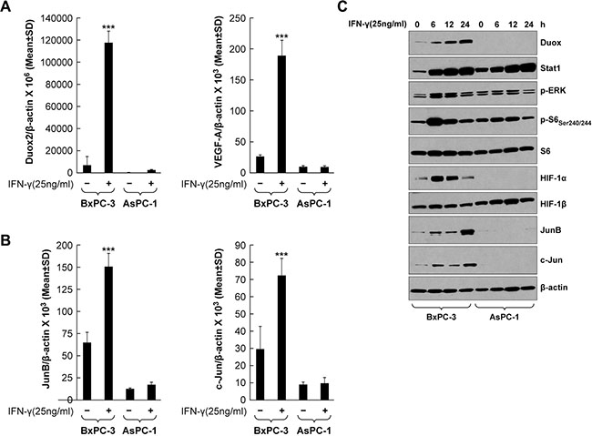 IFN-&#x03B3; induces coordinate DUOX2 and VEGF-A expression and JunB/c-Jun activation in BxPC-3 cells.