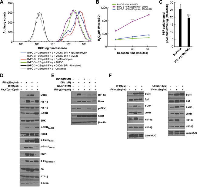 H2O2 is responsible for the enhanced ERK activation as well as HIF-1&#x03B1; and JunB/c-Jun expression in IFN-&#x03B3;-treated BxPC-3 cells.