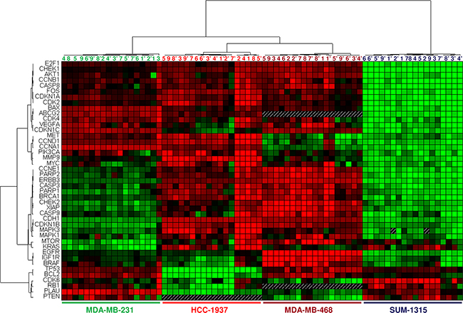 Profiles of differentially expressed genes in TNBC cell lines used in this study.