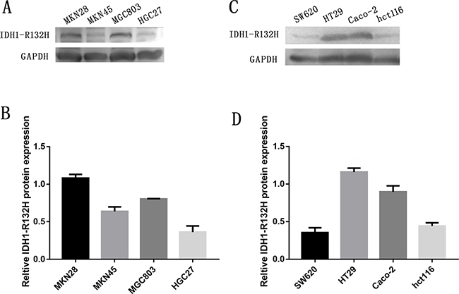 Expression of IDH1-R132H in four GC cell lines and four CRC cell lines.