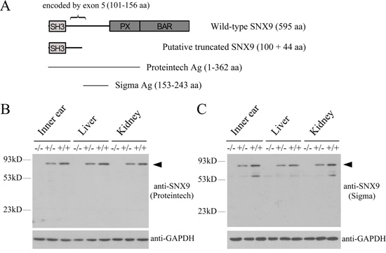 Analysis of Snx9 knockout mice at protein level.