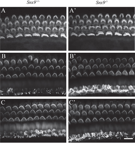 Auditory hair cell stereocilia are morphologically normal in Snx9 knockout mice.