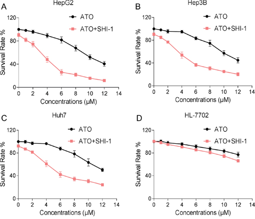 SHI potentiates the proliferation inhibition effect of ATO in HCC cells in vitro.