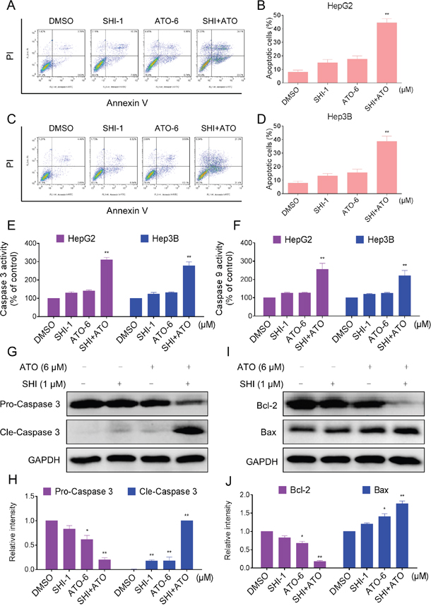 SHI potentiates the apoptosis-inducing effect of ATO in HCC cells in vitro.