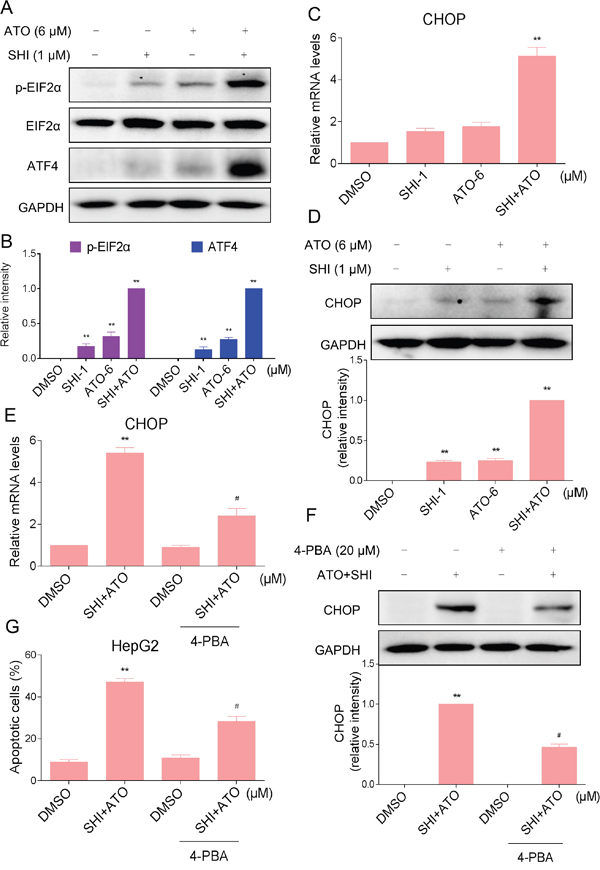 ER stress was involved in the SHI and ATO combined treatment-induced apoptosis in vitro.