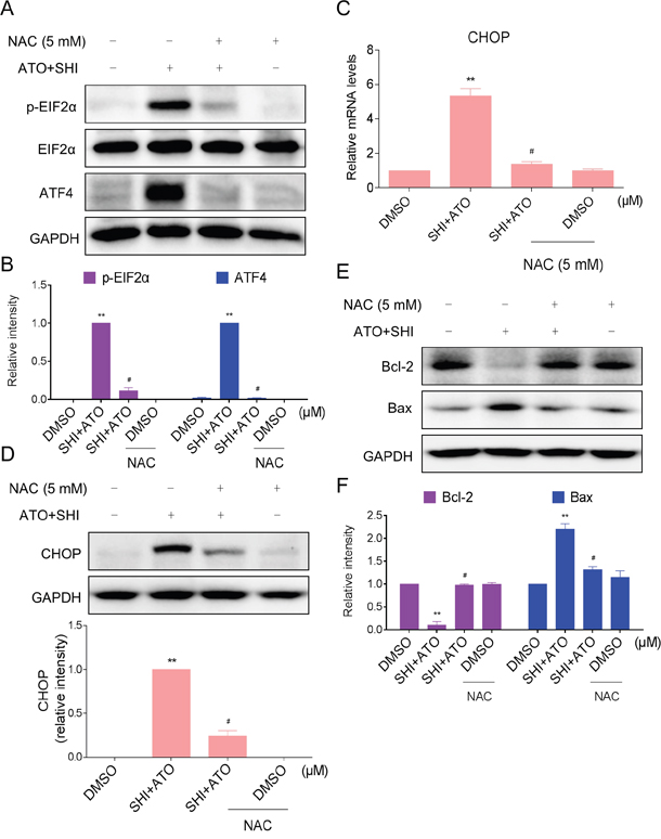 Blocking of ROS generation reversed the activation of ER stress induced by combined treatment.