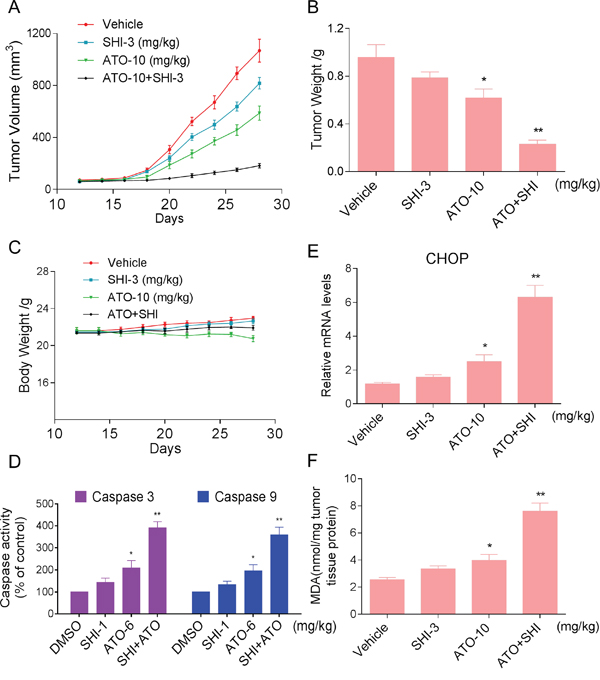 SHI increases the anticancer activity of ATO against HCC cells in vivo.
