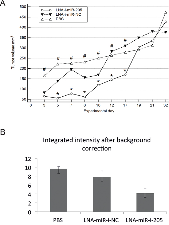 In vivo effects of systemic administration of miR-205-LNA-inhibitor.