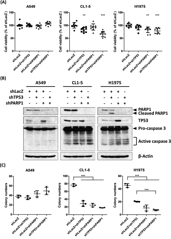 RNAi knockdown of TP53 and PARP1 shows synergistic killing in both CL1-5 and H1975 cells.