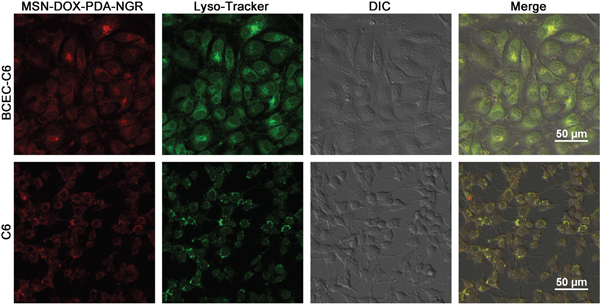 Confocal microscopy images of intracellular localization of MSN-DOX-PDA-NGR in A. BCEC-C6 and B. C6 cells.