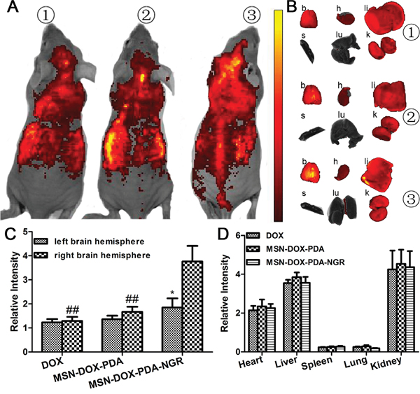 In vivo and Ex vivo fluorescent imaging of various NPs.