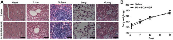 In vivo biological safety study.