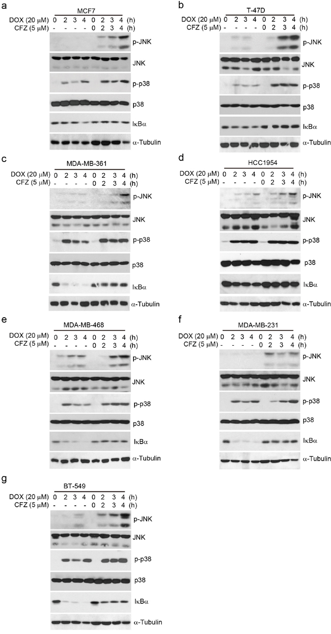 Carfilzomib enhances DOX-induced SAPK/JNK and p38 MAPK phosphorylation and inhibits DOX-induced I&#x03BA;B&#x03B1; degradation in breast cancer cells.