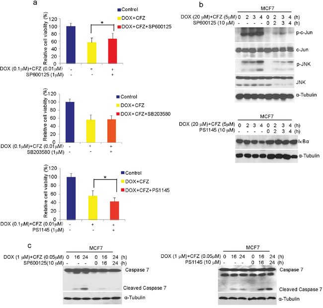 Carfilzomib enhances DOX-induced apoptosis through activation of SAPK/JNK pathway and inactivation of NF-&#x03BA;B in breast cancer cells.