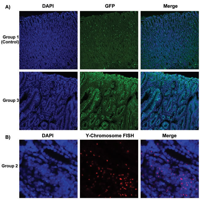 Determination of Bone Marrow-derived GFP-expressing Cells And Male Donor-derived Y-chromosome in Recipient Mice infected by