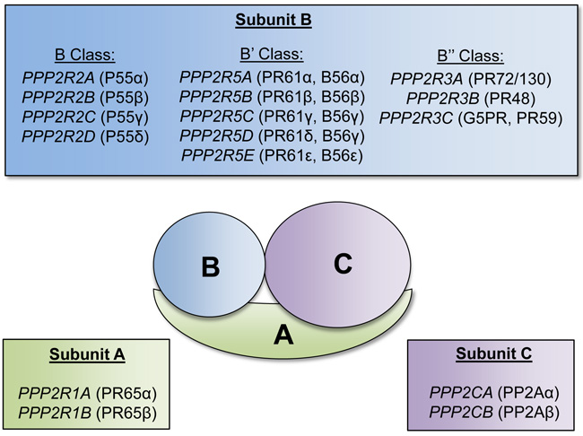 Protein phosphatase 2A subunits and respective encoding genes.