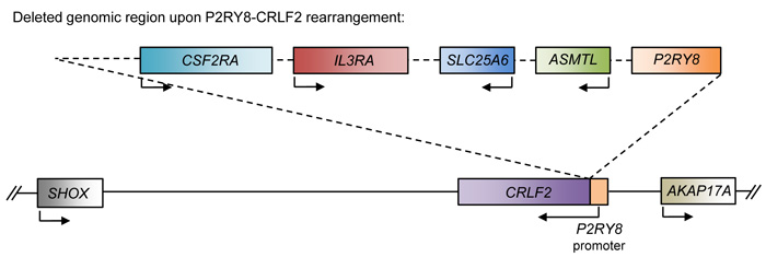 Schematic of the P2RY8-CRLF2 rearrangement.