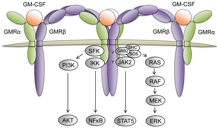 The GM-CSF receptor complex and its downstream signaling pathways.