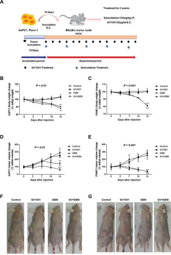 Changes of body weight and tumor volume upon GV1001 and gemcitabine treatments.