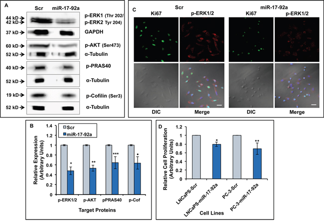 Expression of miR-17-92a miRNAs reduced activation of MAPK and AKT pathways and decreased cell proliferation.
