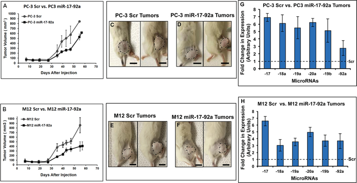 Expression of miR-17-92a cluster miRNAs reduced tumor growth in xenograft models.