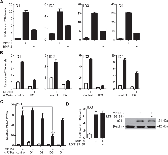 ID3 is involved in MB109-induced p21 expression in HCC cells.
