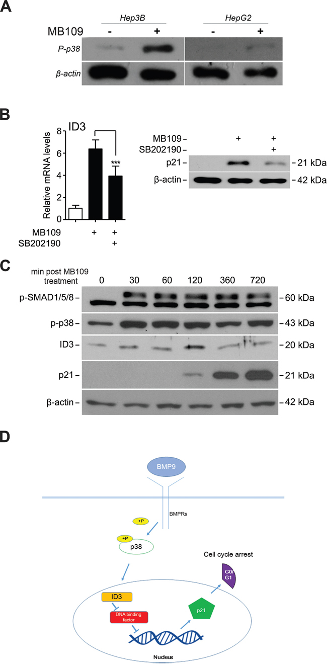 MB109 induces phosphorylation of p38 MAPK and controls ID3 and p21 expressions.