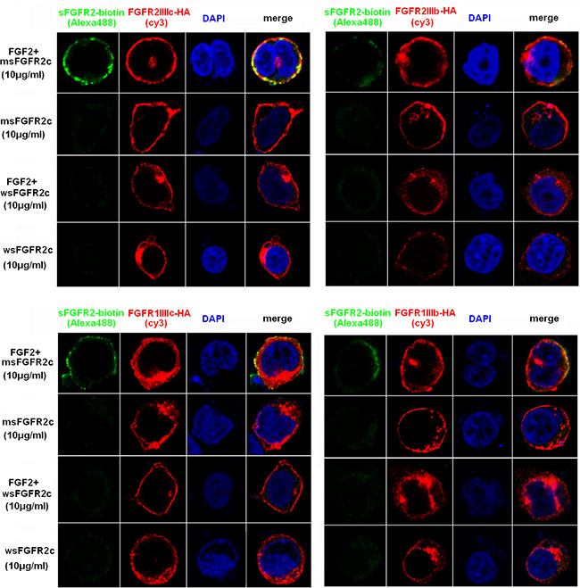 Confocal microscopy analysis of the interaction between sFGFR2c and membrane-bound FGFRs.