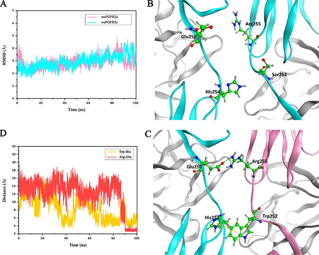 MD simulations of interactions between msFGFR2c and wsFGFR2c.