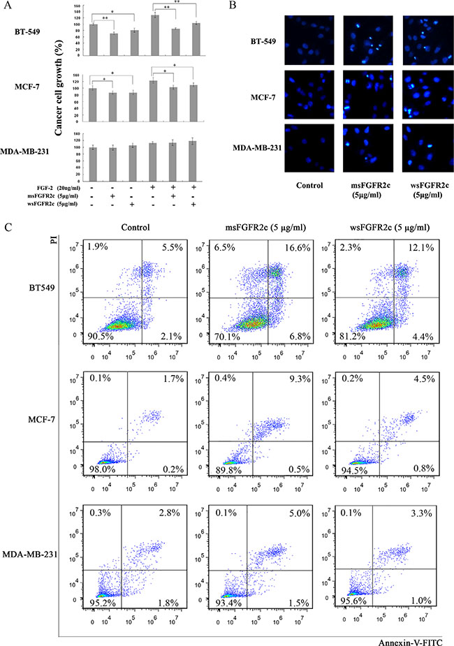 Effects of sFGFR2c on proliferation and apoptosis of BT-549, MCF-7, and MDA-MB-231 cells.