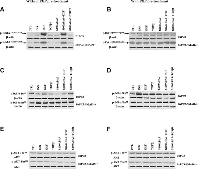 Western blot analyses obtained from pancreatic cancer cells expressing (BxPC3-SMAD4+) or not (BxPC3) SMAD4 and subjected to insulin (INS), EGF, TGF&#x03B2;1 and S100A8/A9 stimulation in the absence or in the presence of chronic EGF exposure.