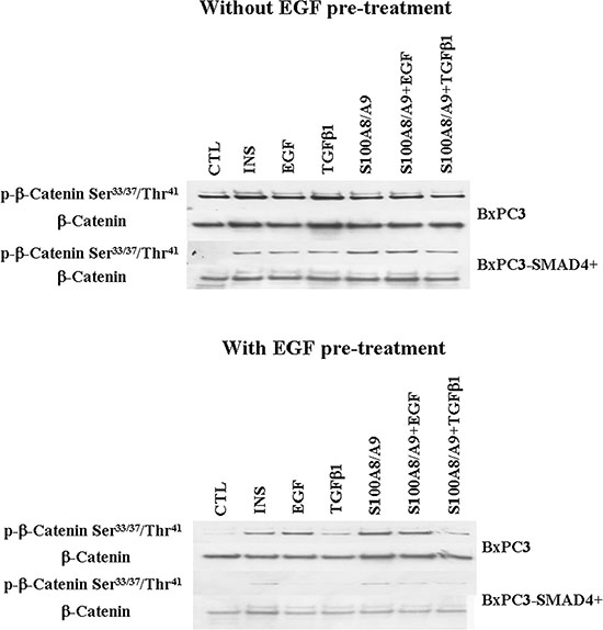 Wnt/&#x03B2;-catenin pathway.