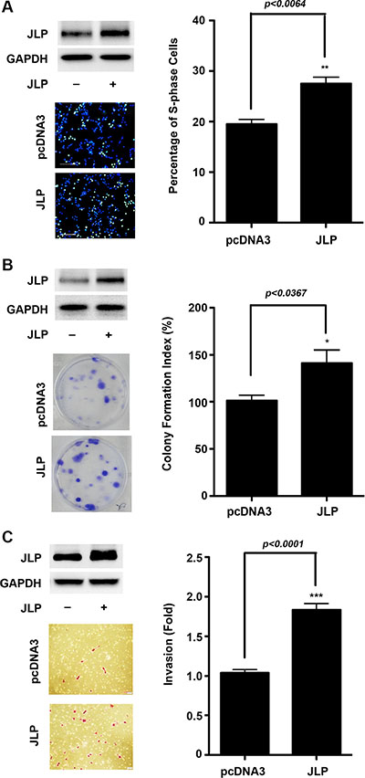 JLP stimulates proliferation and invasive migration.