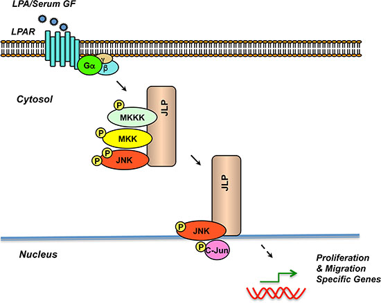 Schematic Representation of the role of JLP in ovarian cancer progression.