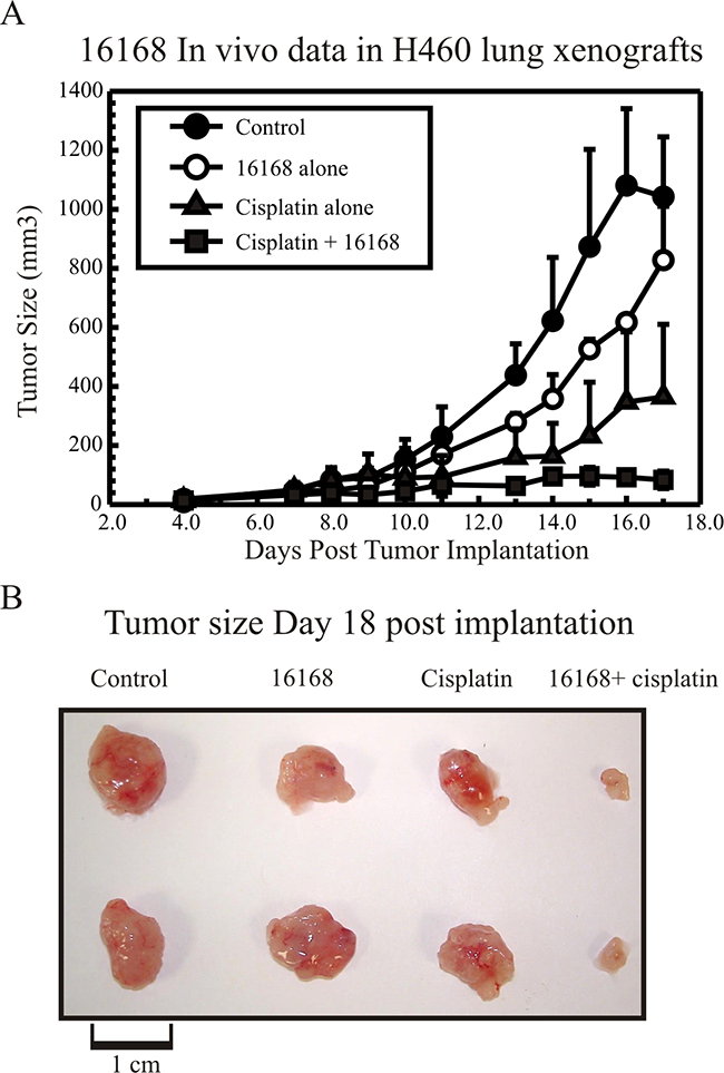 In vivo response of Hit 2, NSC16168 potentiating cisplatin efficacy.