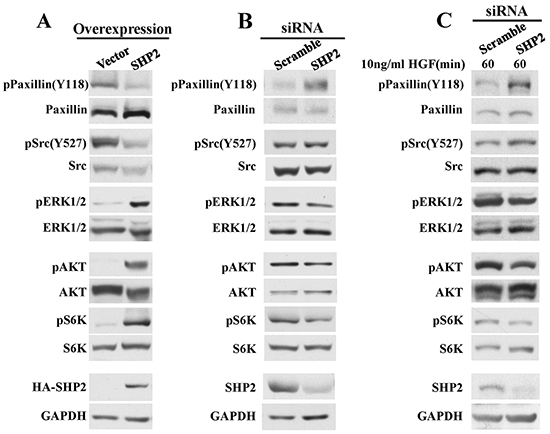 SHP2 positively regulate ERK1/2 and AKT signaling pathways.