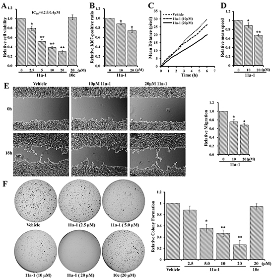 SHP2 inhibitor 11a-1 effectively inhibit mutiple processes in melanoma cell.