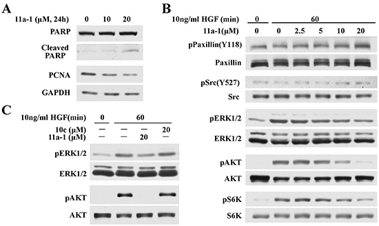 11a-1 inhibits SHP2-mediated signaling pathway.