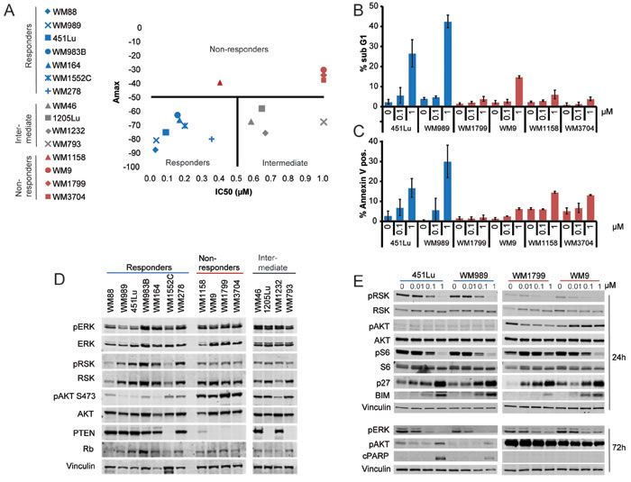 Differential sensitivity of BRAF-V600E melanomas to ERK inhibition.