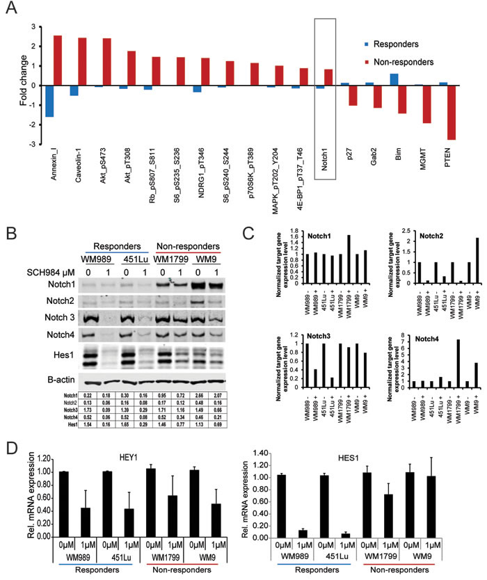 PI3K and Notch signaling are enhanced in SCH984 non-responders.