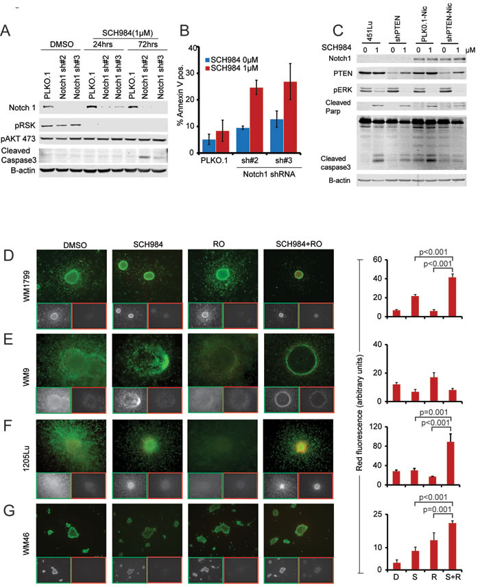 Notch inhibition enhances the effect of SCH984.