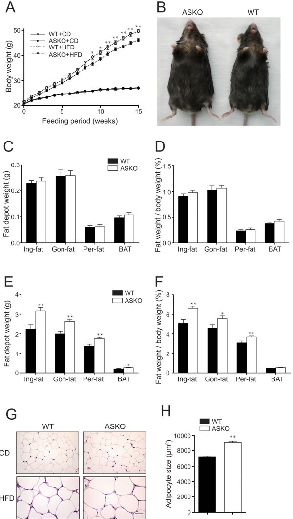 Increased body weight and fat content in ASKO mice under HFD conditions.