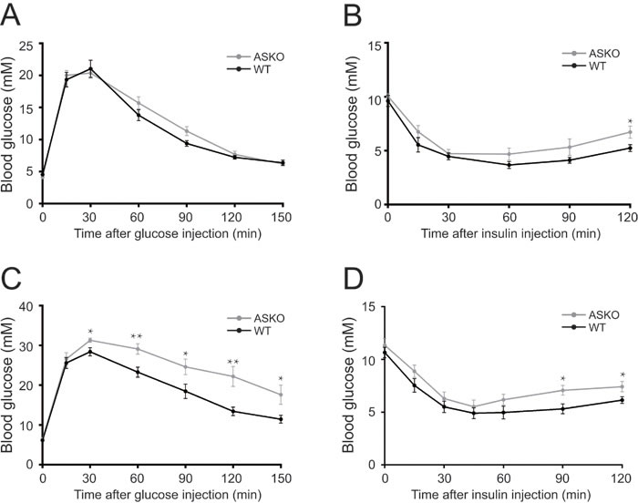 Impaired glucose tolerance and insulin sensitivity in the HFD-fed ASKO mice.