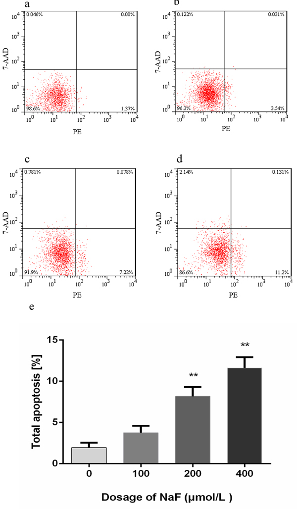 Effect of NaF treatment on apoptosis of cultured splenic lymphocytes at 24 h.